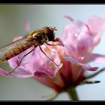 Hover fly