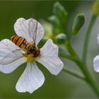 Hover fly