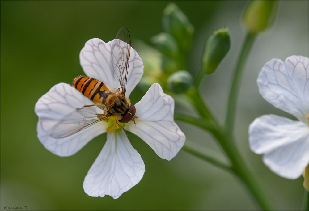 Hover fly