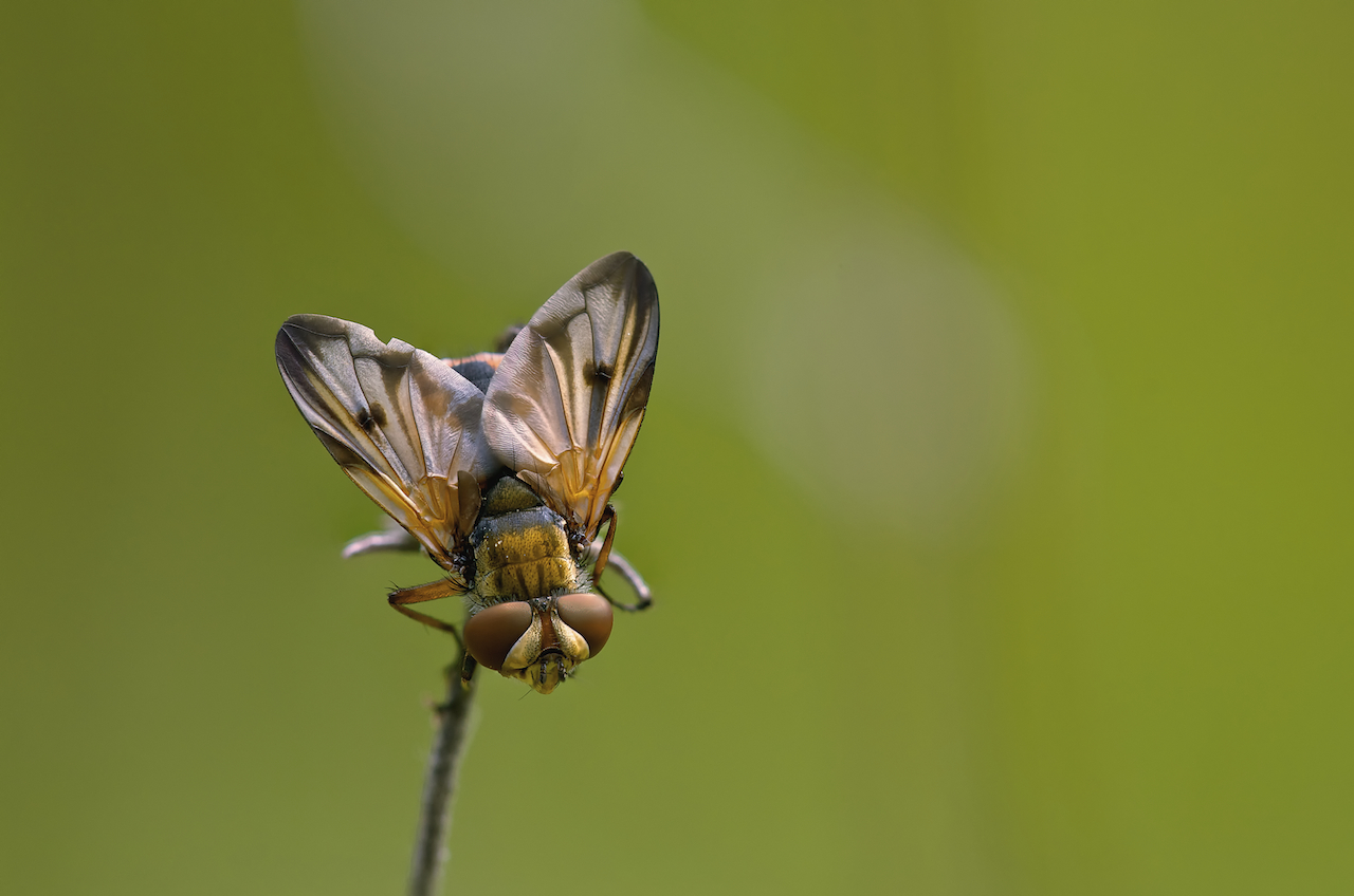 Hover Fly