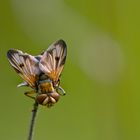 Hover Fly