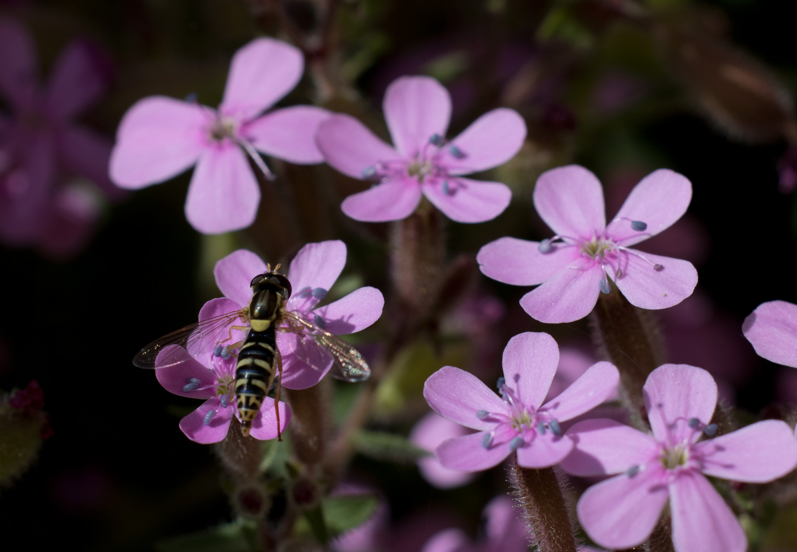 Hover fly at rest