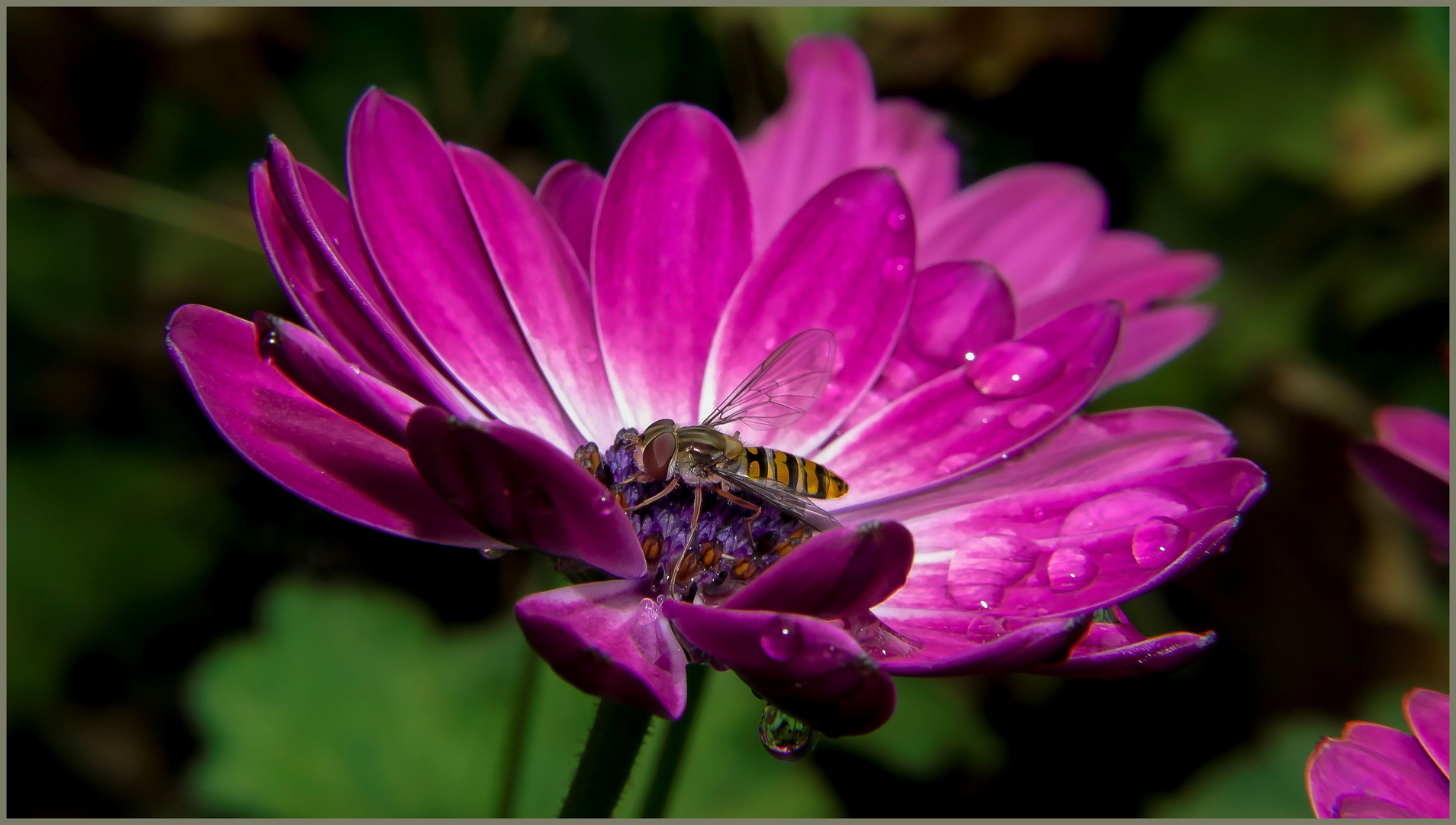 Hover Fly