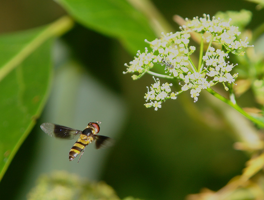 Hover Fly - doing its thing