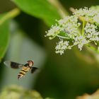 Hover Fly - doing its thing