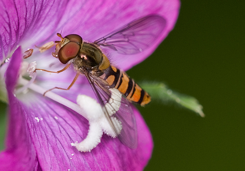 Hover fly