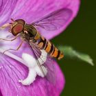 Hover fly