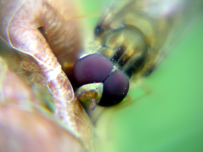 Hover fly enjoying an apple