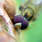 Hover fly enjoying an apple