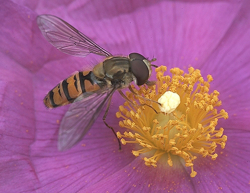 HOVER FLY ON A CISTUS FLOWER..