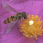 HOVER FLY ON A CISTUS FLOWER..