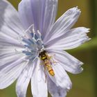 Hover Fly on Common Chicory Blossom