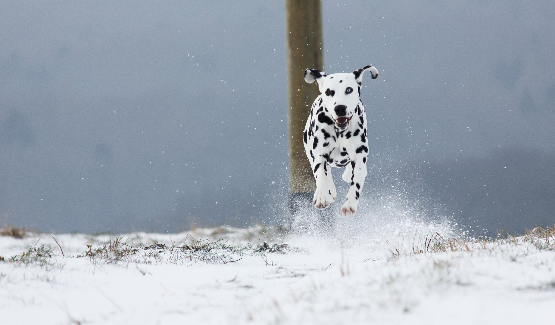 Hoverdog