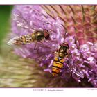 Hoverflies. (Episyrphus balteatus)