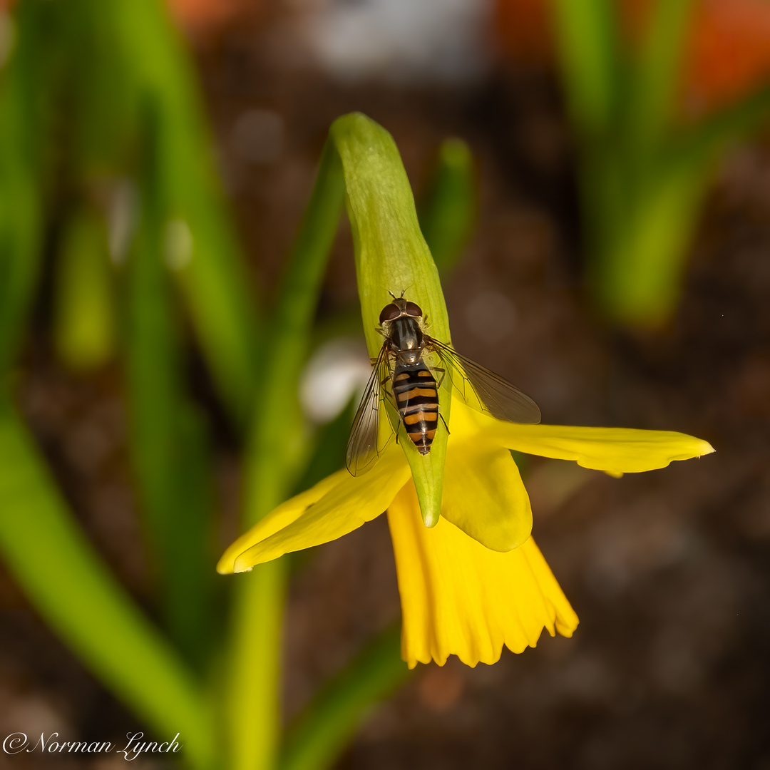 Hoverfly