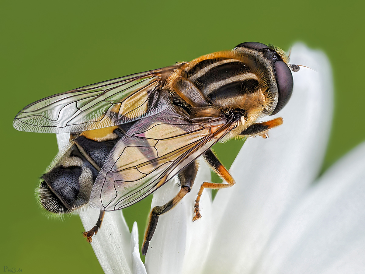 HoverFly