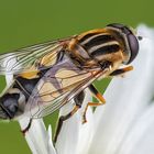 HoverFly