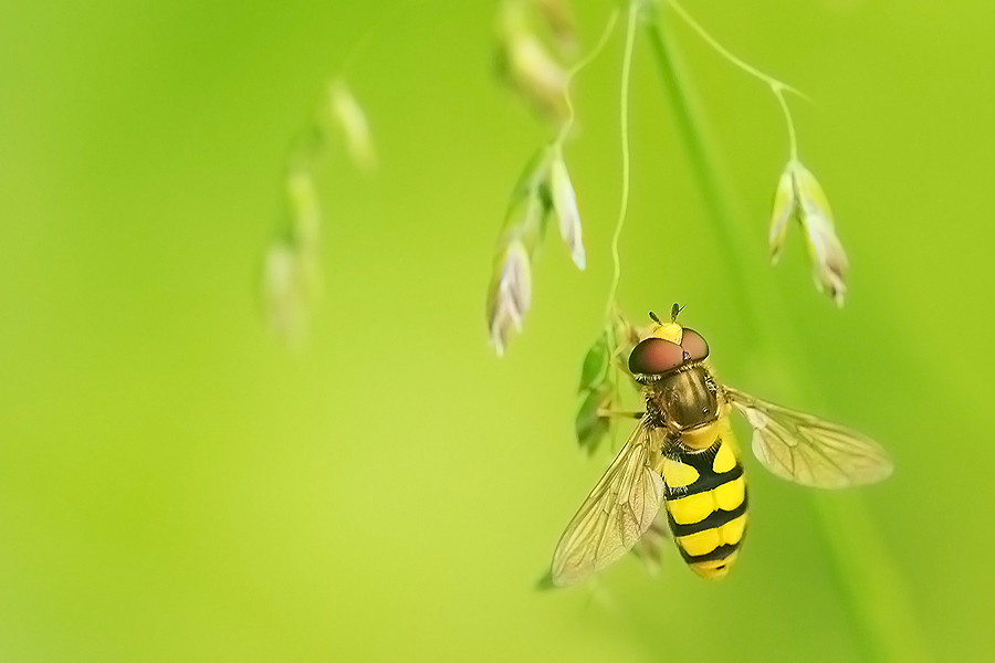 Hoverfly by boris belgium 