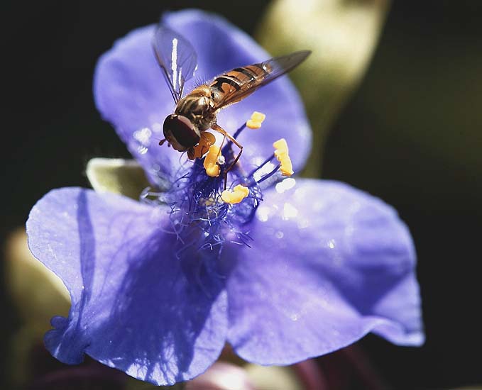 HOVERFLY..