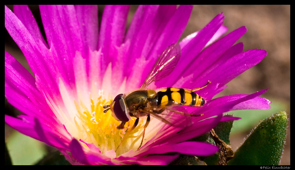 hoverfly