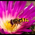 hoverfly