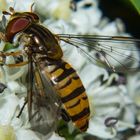 Hoverfly