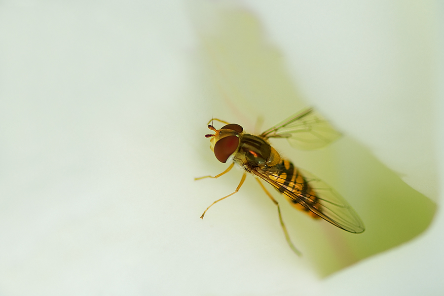 hoverfly