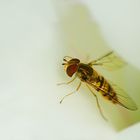 hoverfly