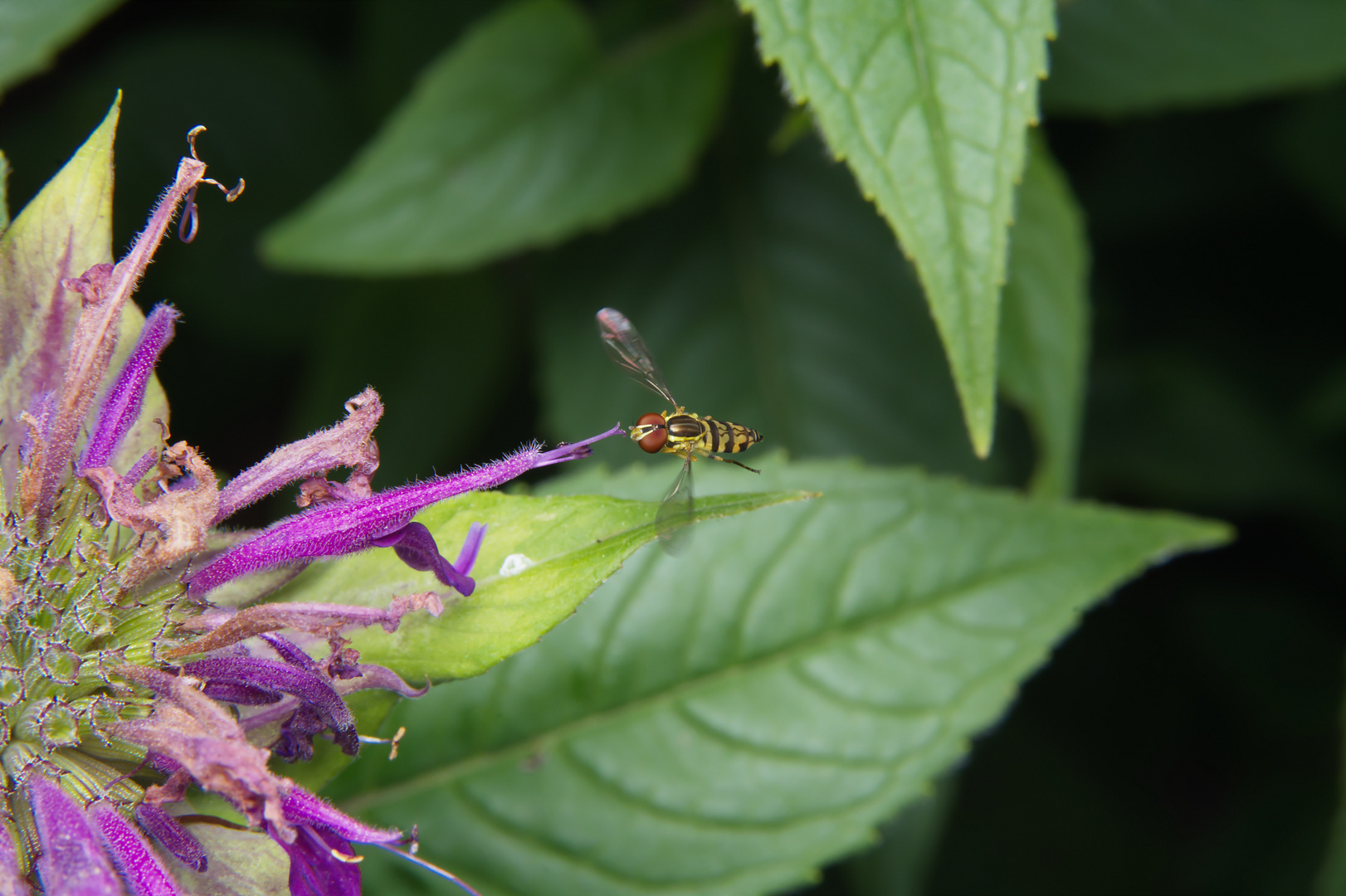 HoverFly