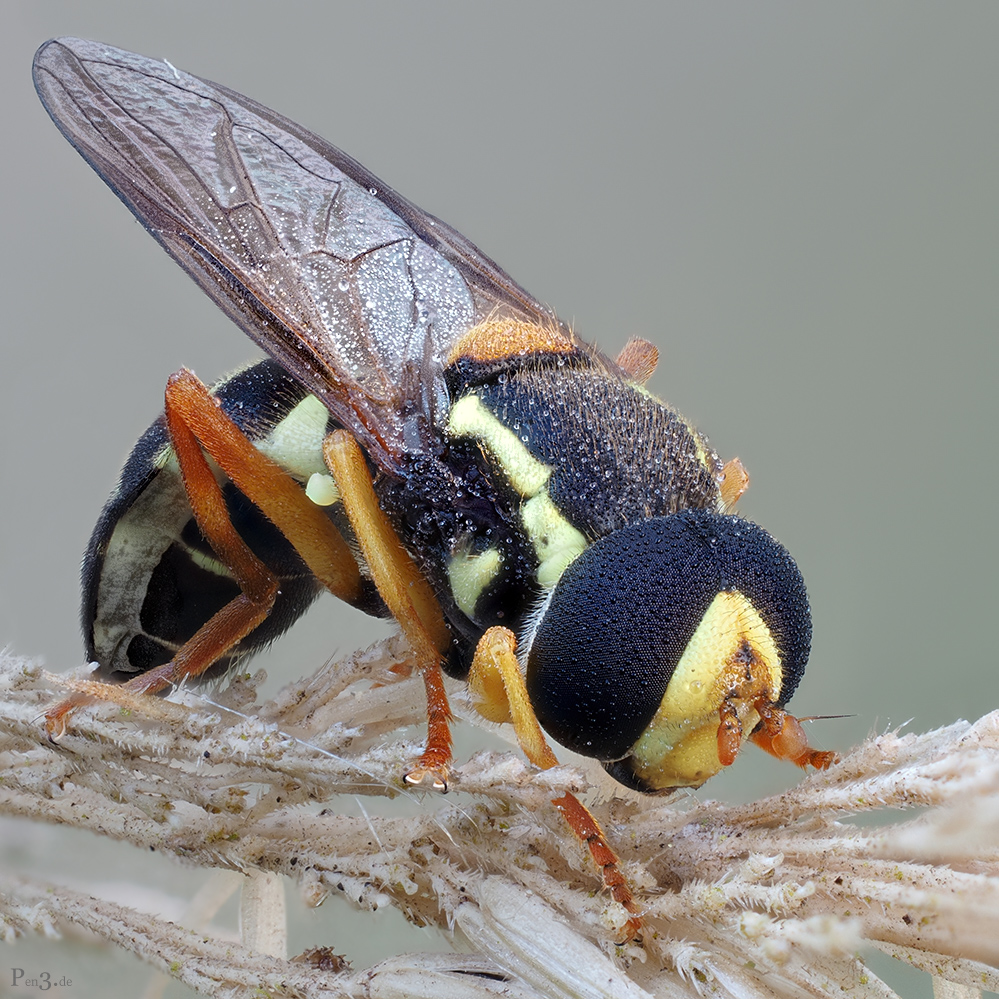 Hoverfly