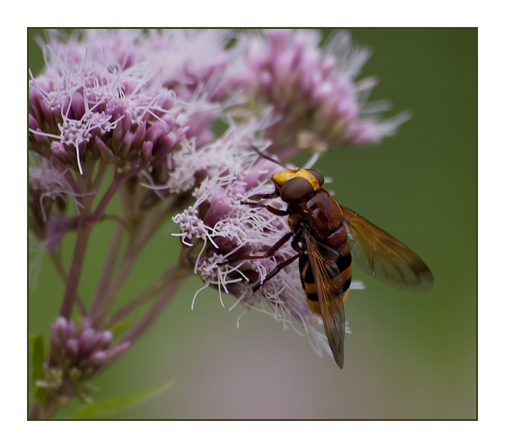 Hoverfly........