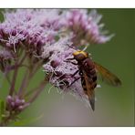 Hoverfly........