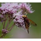 Hoverfly........