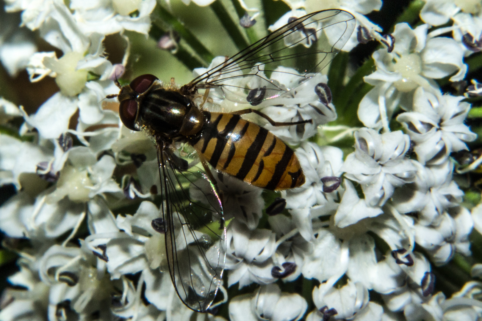 Hoverfly