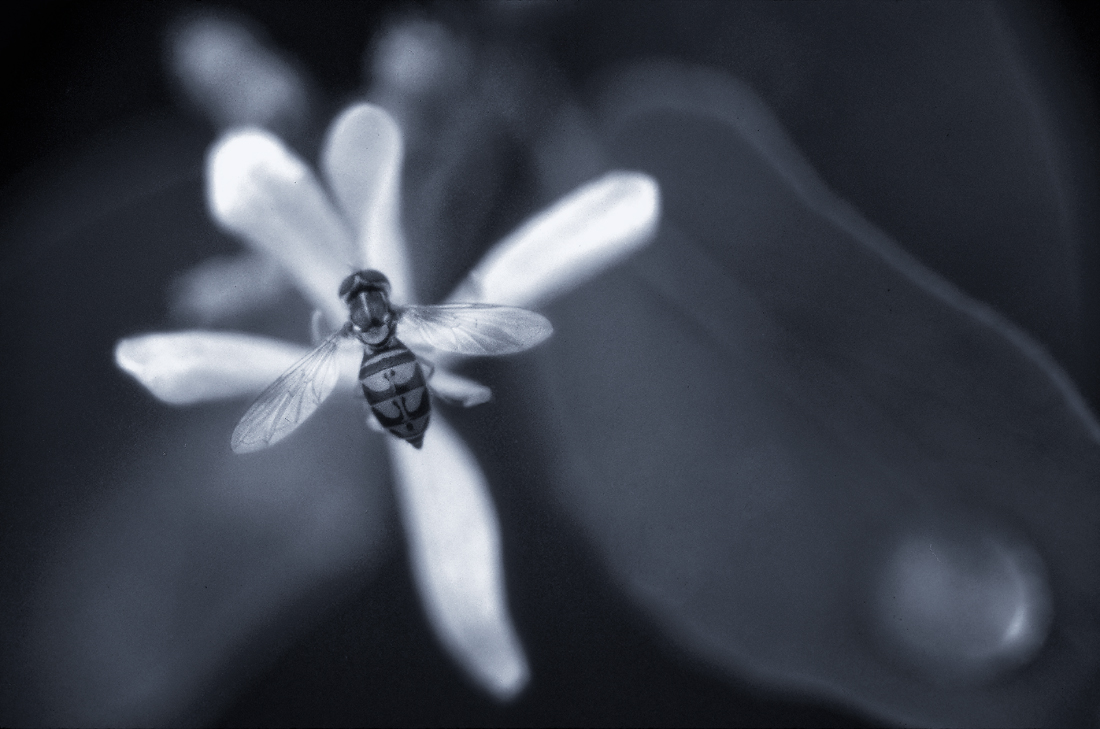 Hoverfly