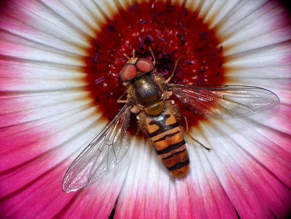 Hoverfly