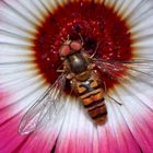 Hoverfly