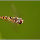 Hoverfly