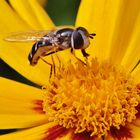 Hoverfly