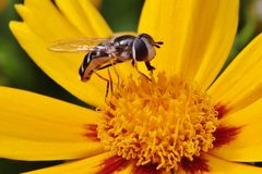 Hoverfly