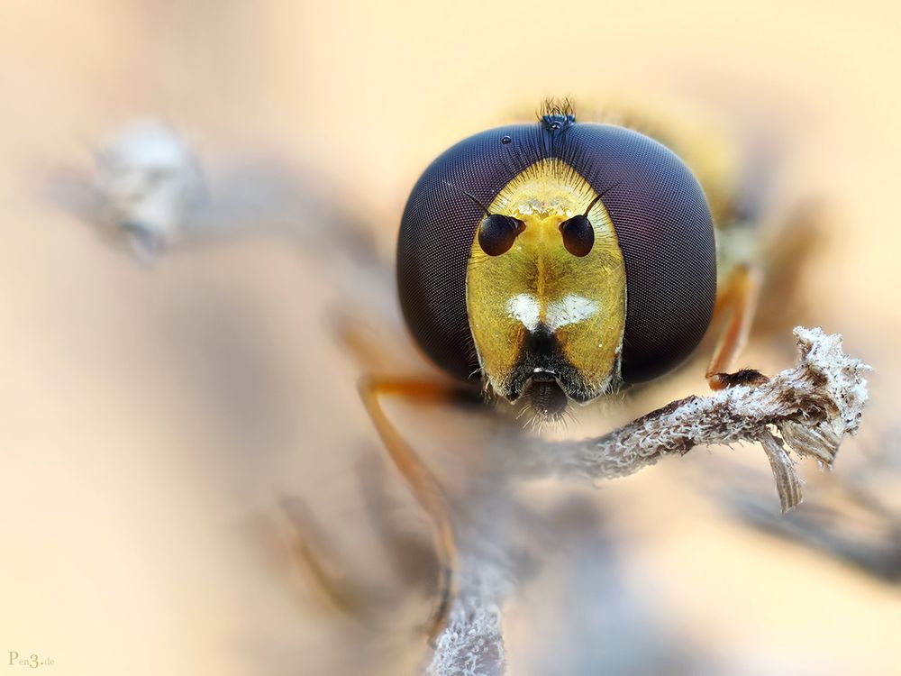  Hoverfly 