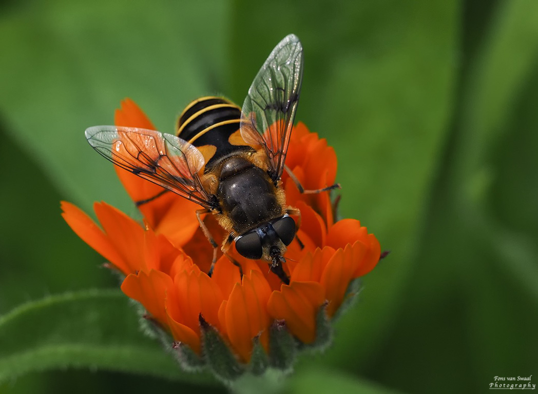 HOVERFLY