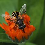 HOVERFLY