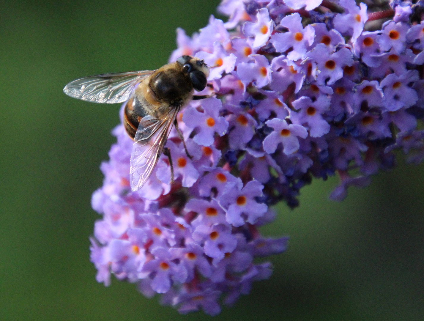 Hoverfly ... 