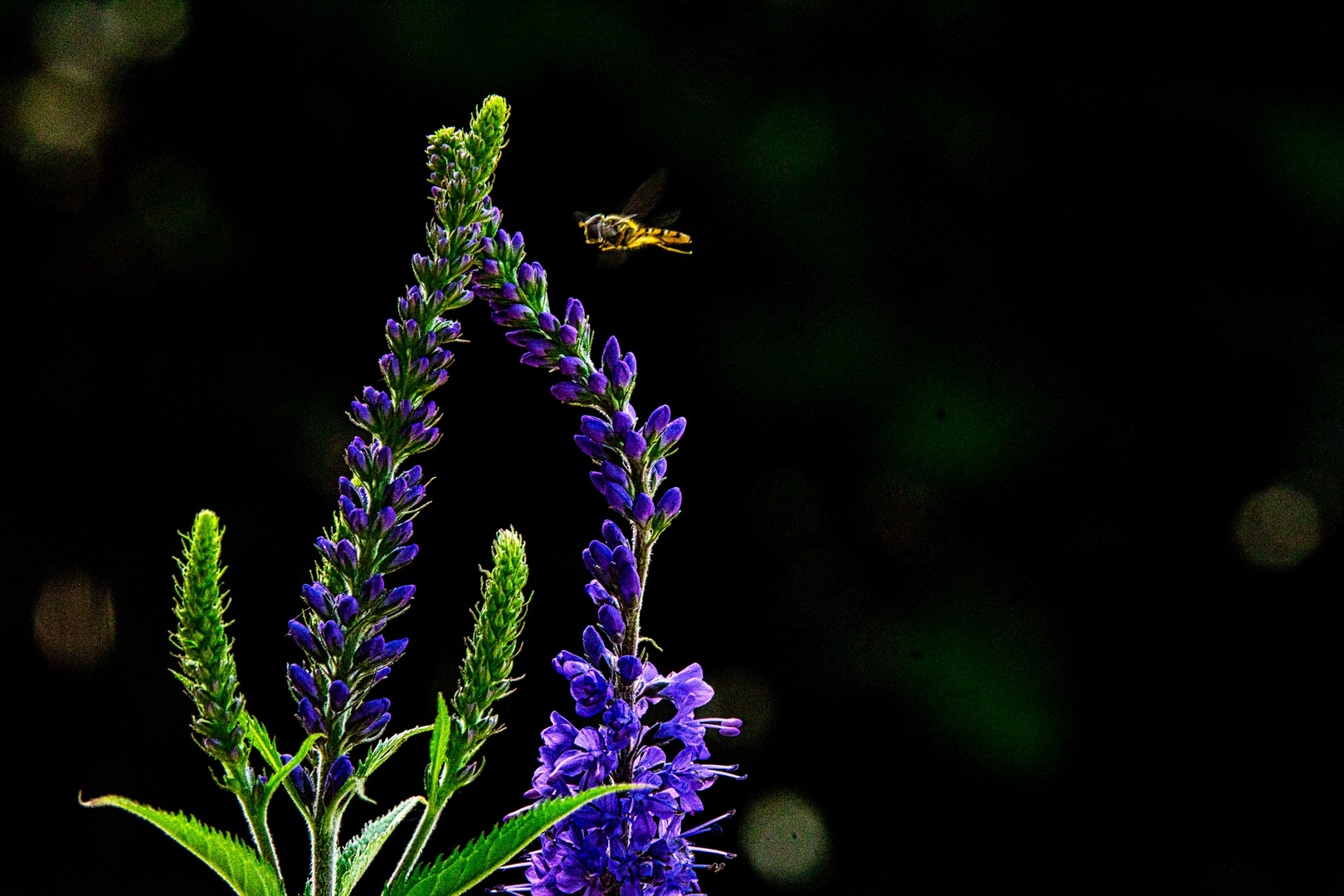 Hoverfly