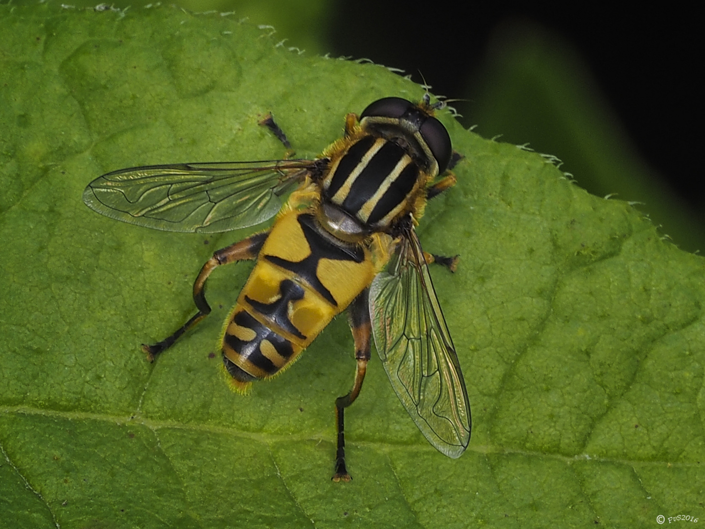 HOVERFLY