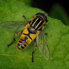 HOVERFLY