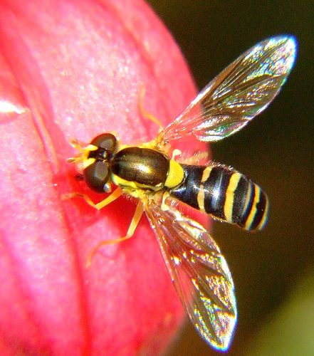 Hoverfly at rest