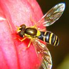 Hoverfly at rest