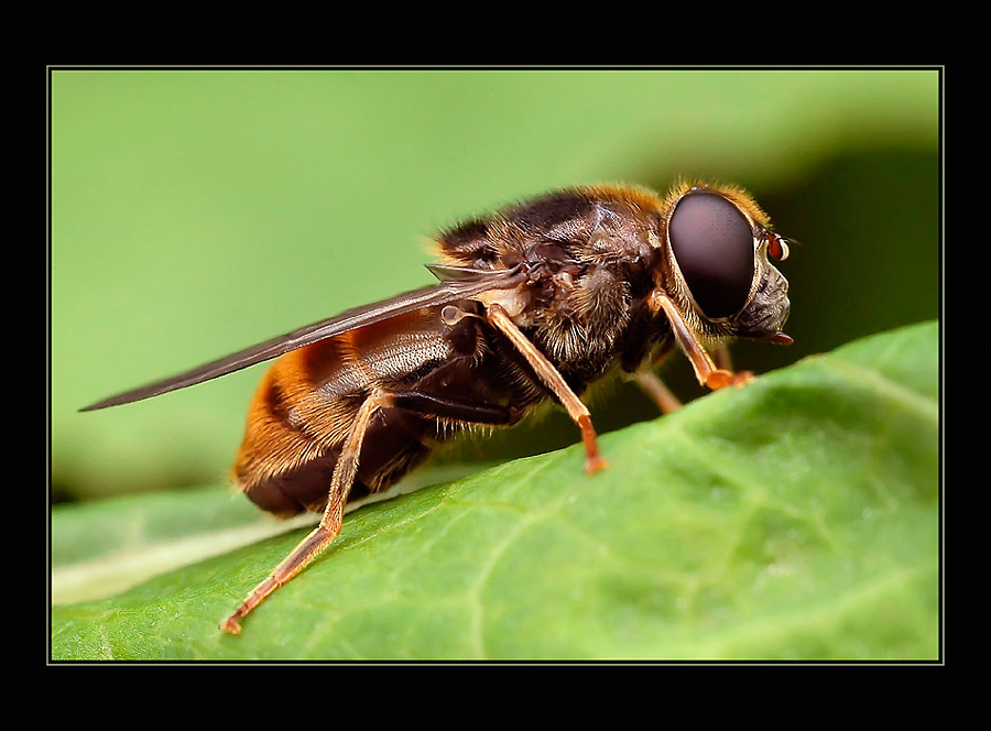 Hoverfly